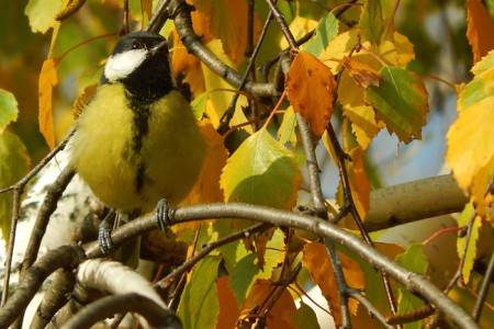 parus major